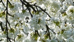 bloesem (Foto Pixabay)