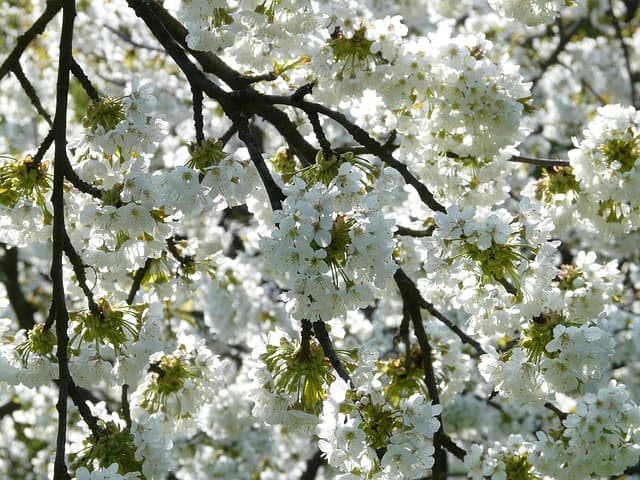 bloesem (Foto Pixabay)