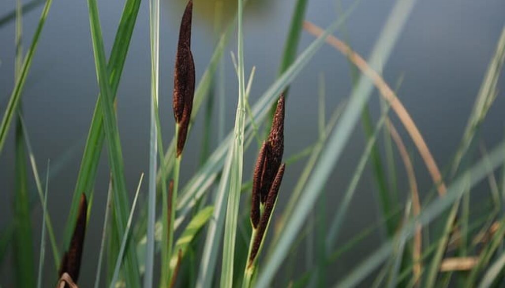 riet