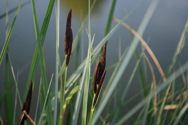 riet