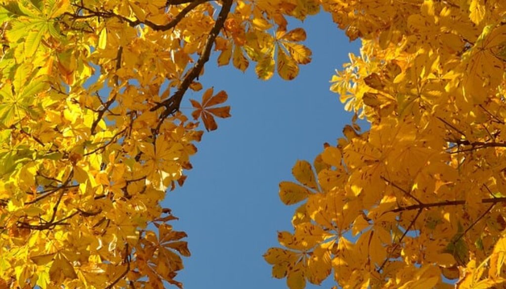 herfst (Foto Pixabay)