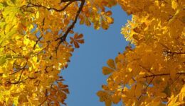herfst (Foto Pixabay)