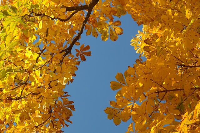 herfst (Foto Pixabay)