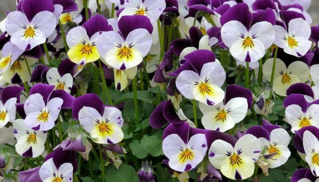viooltjes (Foto Pixabay)