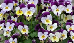 viooltjes (Foto Pixabay)
