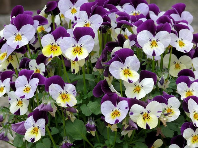 viooltjes (Foto Pixabay)