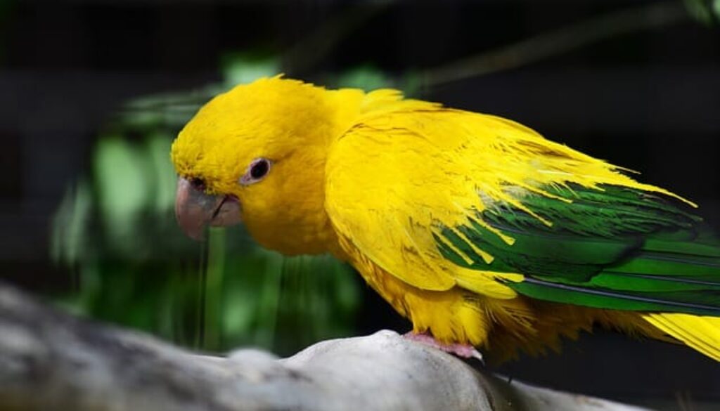 vogel