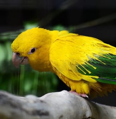 vogel
