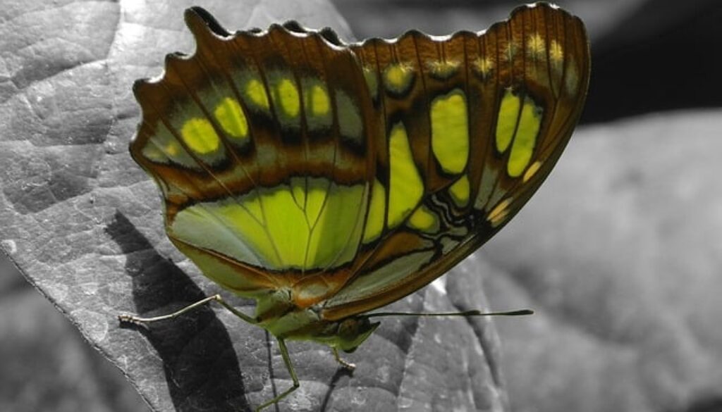 vlinder (Foto Pixabay)