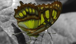 vlinder (Foto Pixabay)