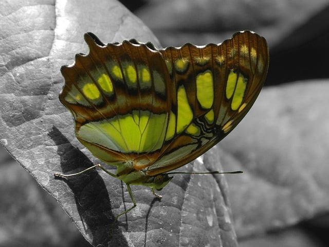 vlinder (Foto Pixabay)