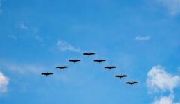 vogels (Foto Pixabay)
