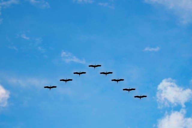 vogels (Foto Pixabay)