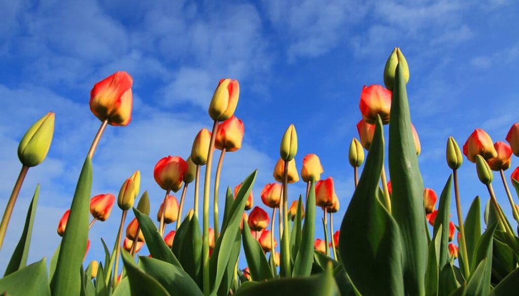 tulpen (Foto Pixabay)