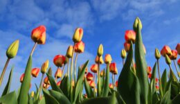 tulpen (Foto Pixabay)