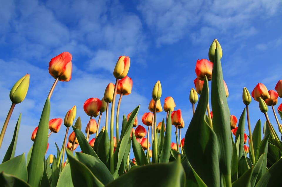 tulpen (Foto Pixabay)