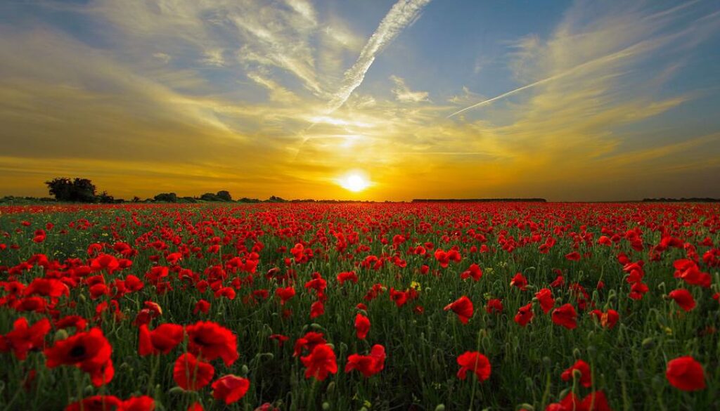 zon (Foto Pixabay)