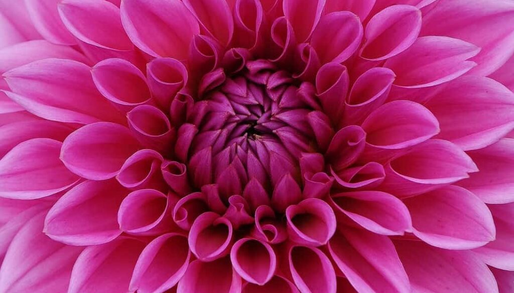 dahlia (Foto Pixabay)