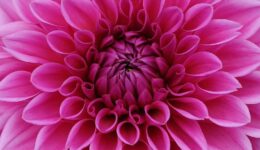 dahlia (Foto Pixabay)