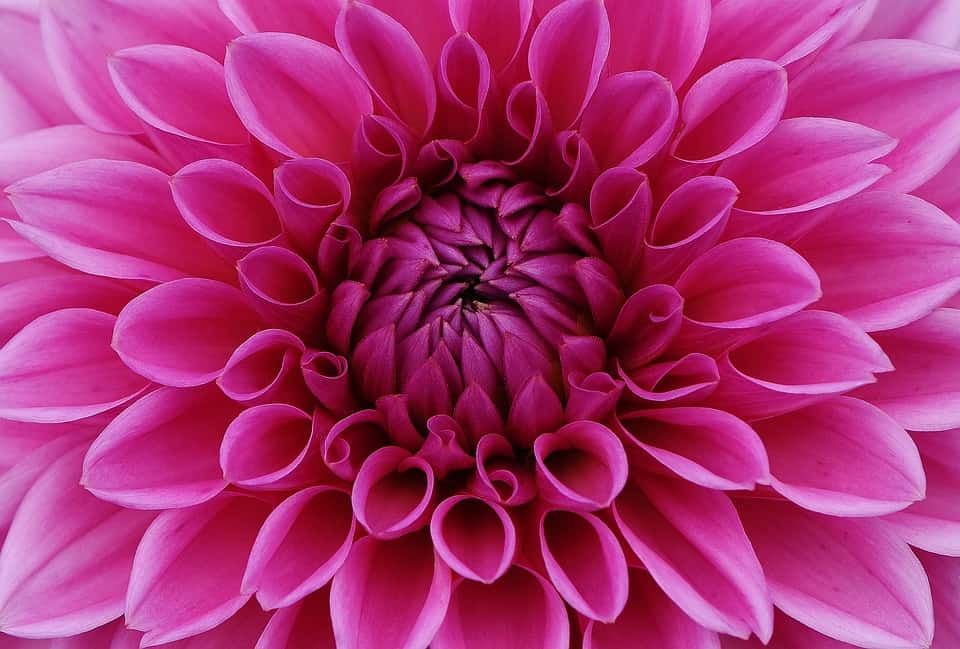 dahlia (Foto Pixabay)