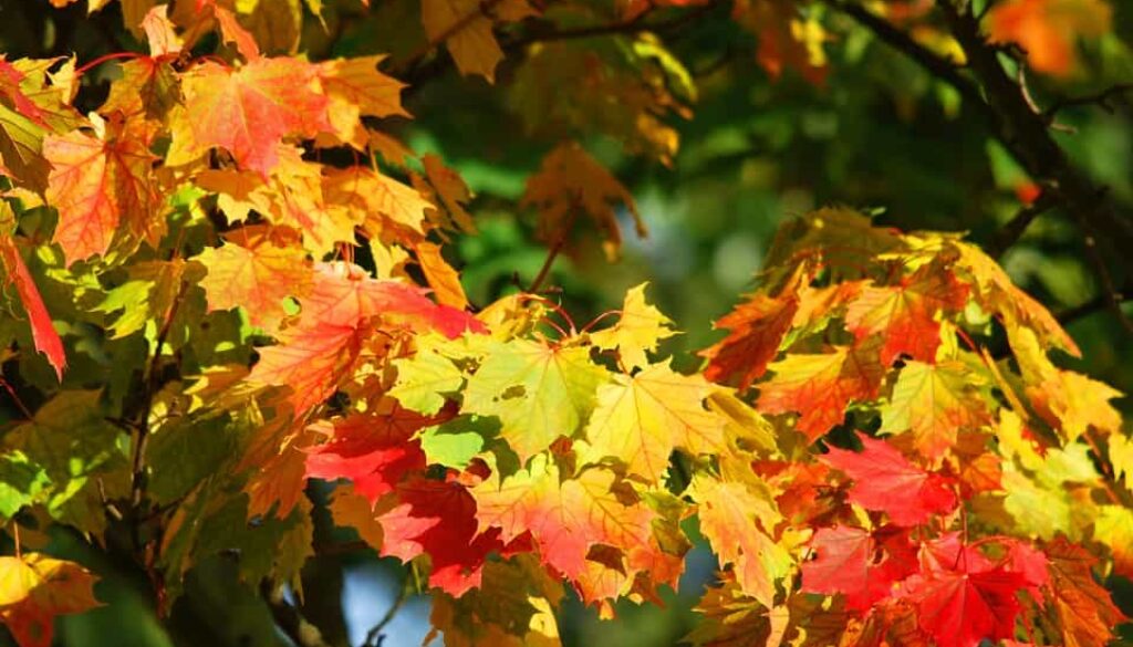 herfst (Foto Pixabay)