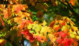 herfst (Foto Pixabay)