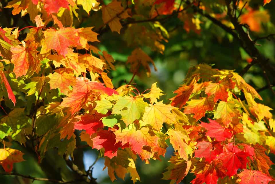 herfst (Foto Pixabay)