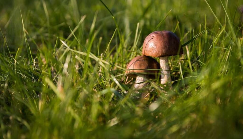 paddestoel (Foto Pixabay)