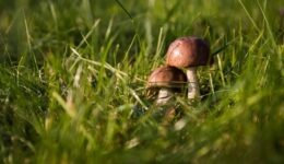 paddestoel (Foto Pixabay)
