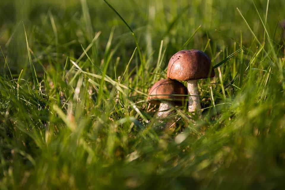 paddestoel (Foto Pixabay)