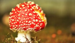 paddestoel (Foto Pixabay)