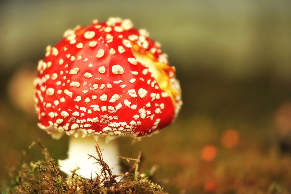 paddestoel (Foto Pixabay)