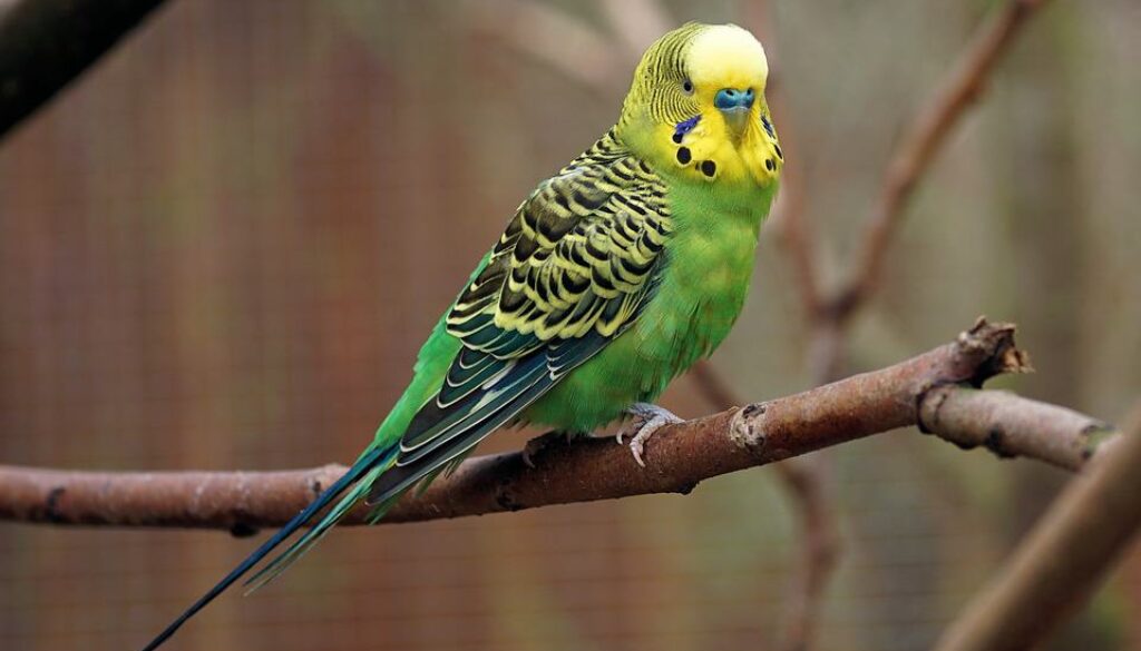 vogel