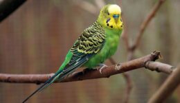 vogel