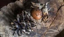 rp_dennenappels-knutselen-300x200.jpg