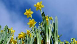 narcissen (Foto Pixabay)