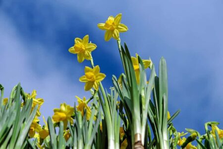 narcissen (Foto Pixabay)