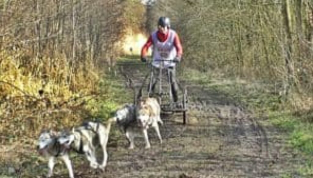 rp_sledehonden-300x169.jpg
