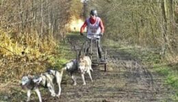 rp_sledehonden-300x169.jpg