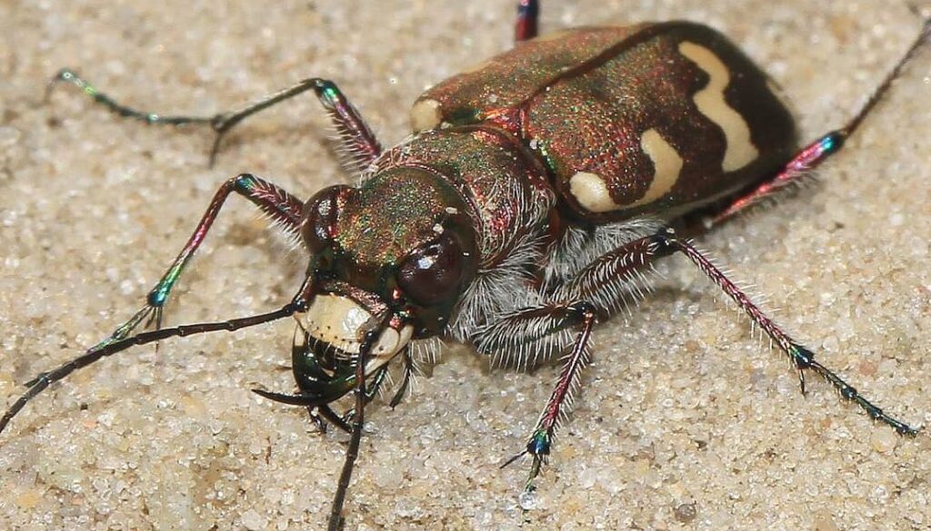 23-6-2018 Insecten Blesdijkerheide