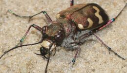 23-6-2018 Insecten Blesdijkerheide