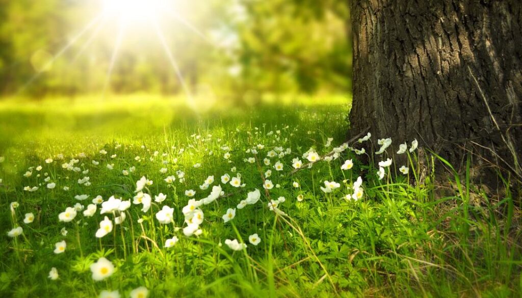 bloemetjes (Foto Pixabay)