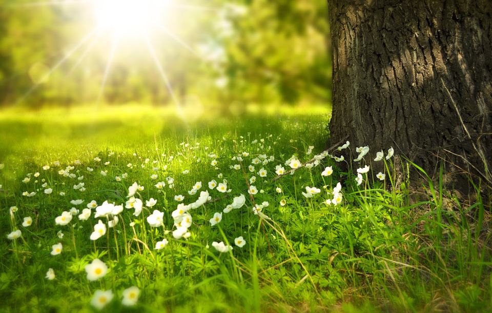bloemetjes (Foto Pixabay)