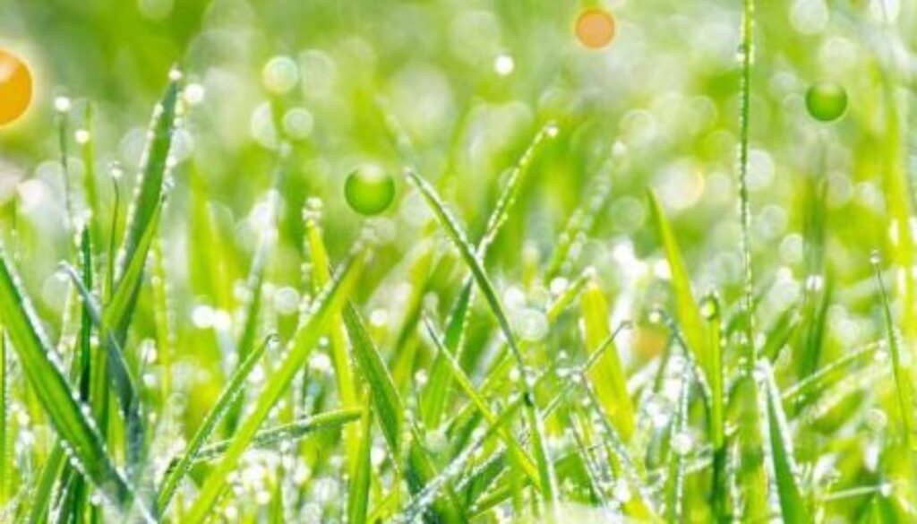 cropped-gras2-e1489754643968