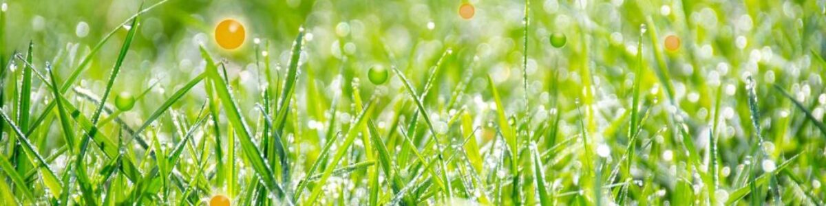cropped-gras2-e1489754643968