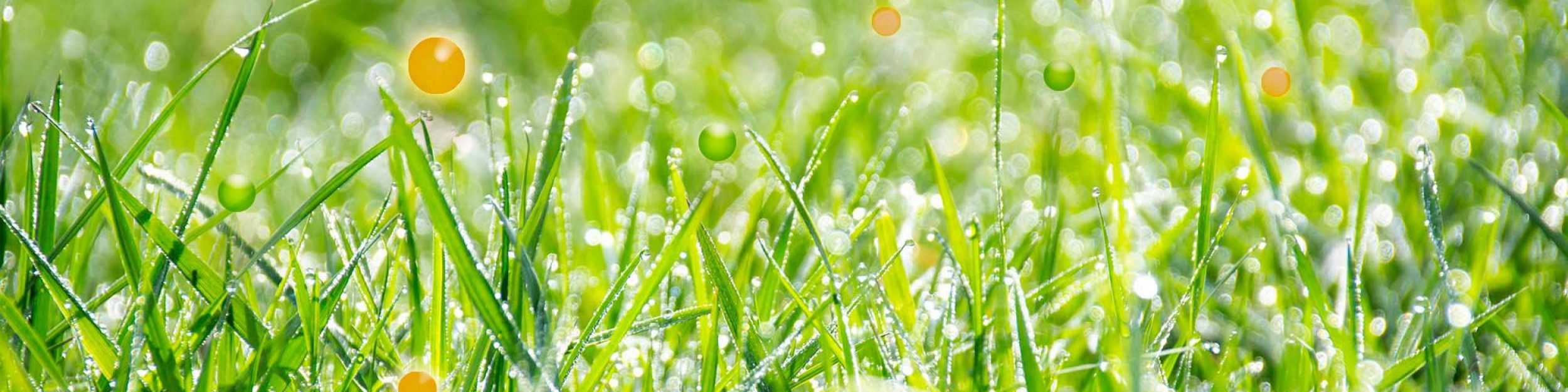 cropped-gras2-e1489754643968