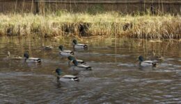 eenden op plas