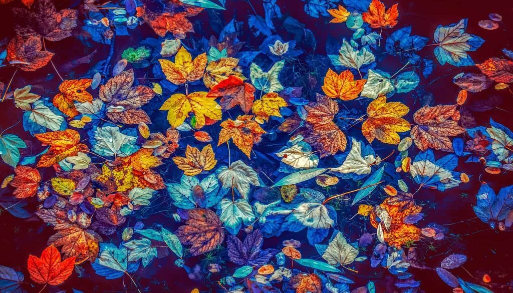 herfstbladeren (Foto Pixabay)