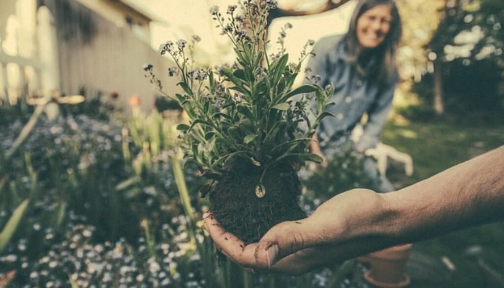 planting-865294_640