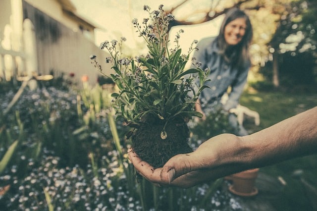 planting-865294_640